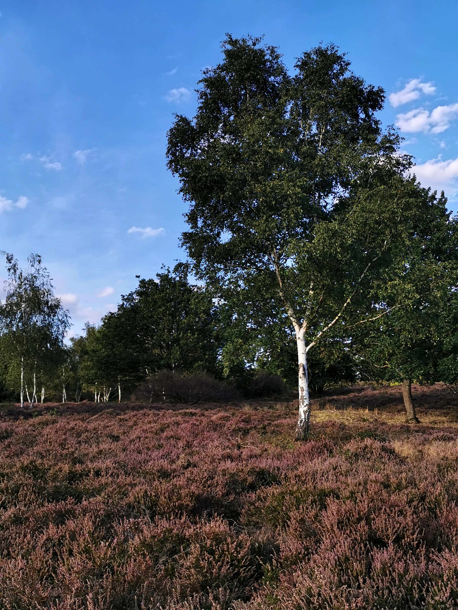 Ein Foto der Heide bei Wöllstein und Siefersheim in der Natur.